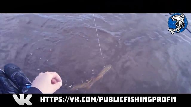 Поклёвка хорошей щуки на блесну blue fox Рыбак Профи смотреть онлайн