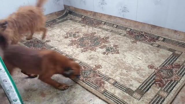 Пти-брабансон мальчик и девочка брюссельский гриффон. смотреть онлайн