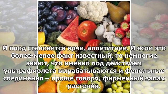 Правда и мифы о пользе сезонных овощей | TVRu смотреть онлайн