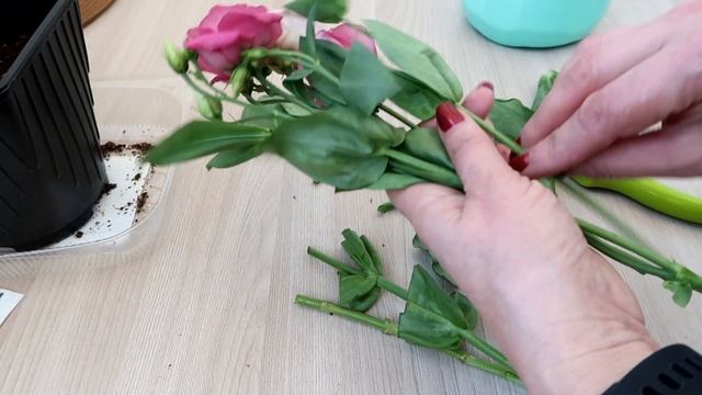 НЕОБЫЧНЫЙ ОПЫТ: укоренение ЭУСТОМЫ из букета смотреть онлайн