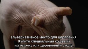 Как отучить кошку царапать диван?