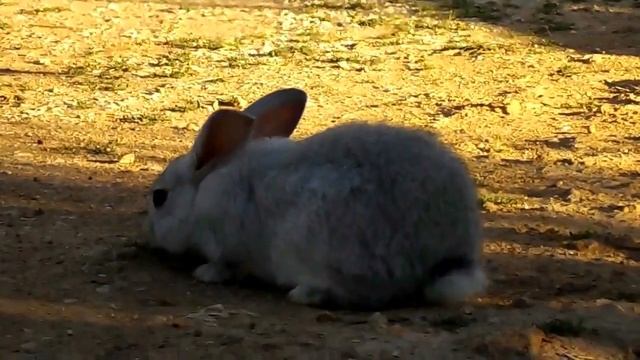 Можно ли кроликам полынь. Кролиководство смотреть онлайн