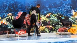 ДЕЛЬФИНАРИЙ Лучшие моменты Дельфины Морской котик Видео для детей