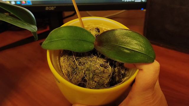 Нужно ли сразу пересаживать подростков из Азии со мху в кору? смотреть онлайн