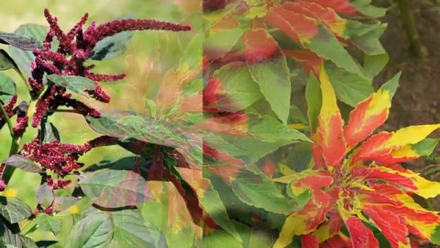 Amaranthus Growing Guide смотреть онлайн