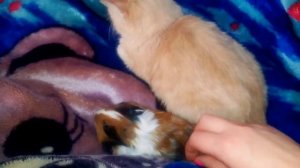 Могут ли дружить морские свинки с кошками?