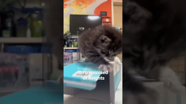 Причина тряски? смотреть онлайн