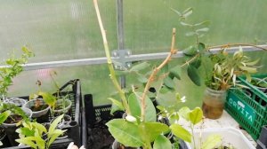 Цитрус погибает, сушит ветки и сбросил все листья!