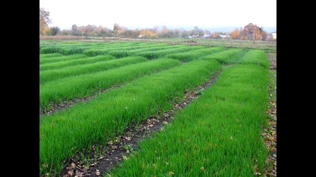 Улучшить почву без перекопки. Сидераты. смотреть онлайн