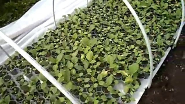 №9 Табак  Парник  Полив рассады