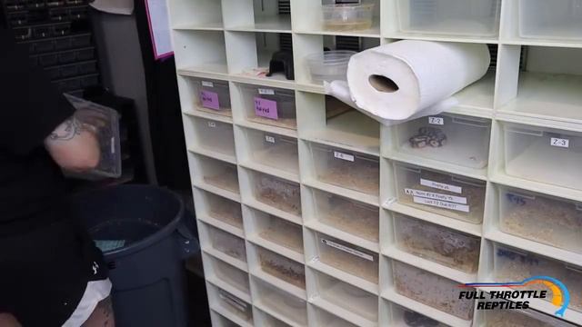 What it’s like raising baby ball python hatchlings || How many can I handle!? смотреть онлайн