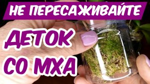 МОХ СФАГНУМ ДЛЯ ОРХИДЕЙ ? Пересадка деток орхидеи, полив, чем кормить, освещение орхидеи во мху
