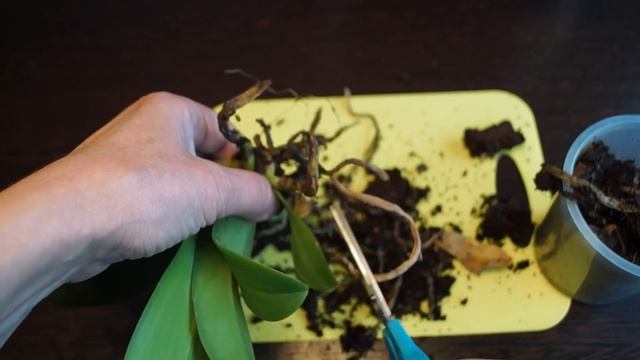 У орхидеи гниют корни. Пересадка орхидеи с гнилыми корнями