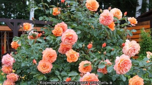 Роза Бельведер (Belvedere) — описание и характеристики