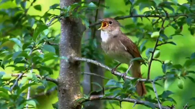 bulbul звукиприроды смотреть онлайн