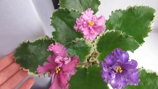 МОЩНАЯ КОРНЕВАЯ У ФИАЛОК!СЕКРЕТ ЗДОРОВЫХ КОРНЕЙ! РАЗНЫЕ ЦВЕТЫ НА ОДНОЙ ФИАЛКЕ! смотреть онлайн