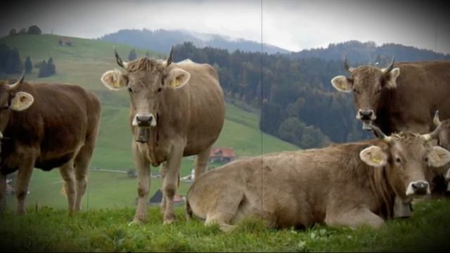 Швицкая порода домашних и промышленных коров смотреть онлайн