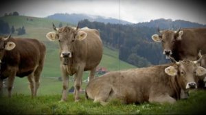 Швицкая порода домашних и промышленных коров