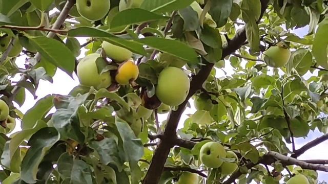 #сборяблоквсаду Бесплатные яблоки в саду(сбор яблок+яблочные истории). смотреть онлайн