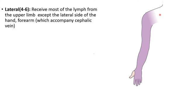 Axillary lymph nodes Anatony [Lymph nodes | смотреть онлайн