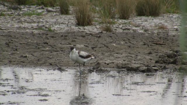 Шилоклювка смотреть онлайн