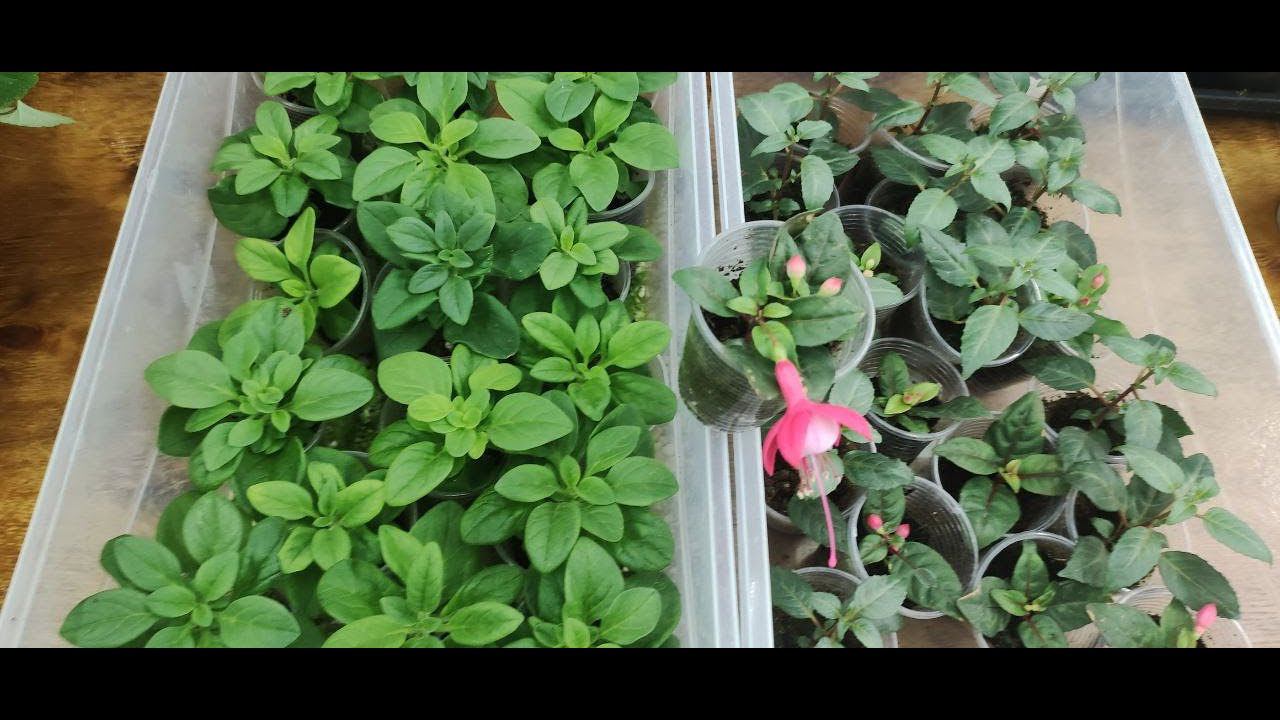 Как укоренить черенок петунии бегонии пеларгоний фуксий за 5-10 дней без корневина. Результат 100%. смотреть онлайн