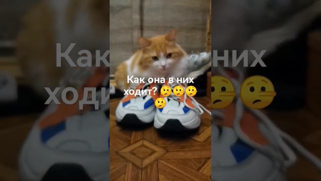 одна кошечка носит кроссовки #коты #кошка #кошки #кот #котики смотреть онлайн