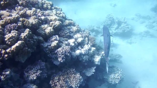 Barracuda, Барракуда,great Barracuda...DSCF1481