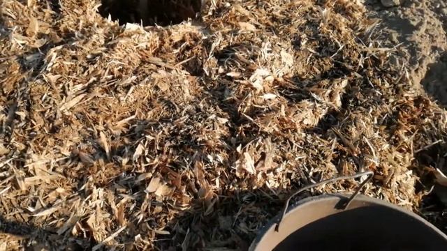 Посадка голубики в траншею с лунками. смотреть онлайн