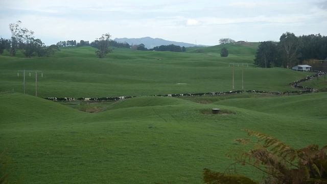 Cows walk home to eat in New Zealand with a GH2 Lumix 14-42mm auto смотреть онлайн