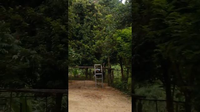 Страус - тоже неплохое средство передвижения