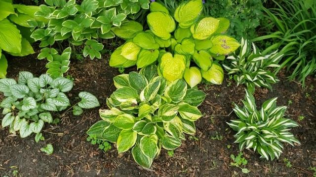 Hosta Garden Tour 2021. смотреть онлайн