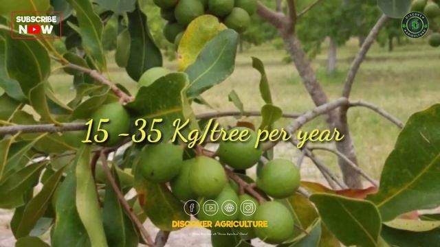 Macadamia Nuts Farming | Planting, Care, Harvesting, Post Harvest Management смотреть онлайн