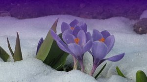 Футаж. Цветы на снегу 31  Footage. Flowers in the snow 31