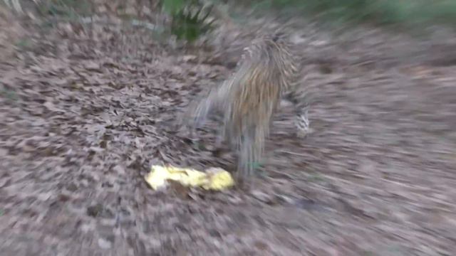 Angry Birds, Big Cats & Golden Eggs! смотреть онлайн