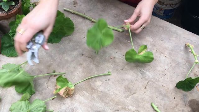 ЧЕРЕНКОВАНИЕ ПЕЛАРГОНИИ весной смотреть онлайн