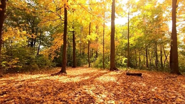 Погода в Украине - в октябре будет два бабьих лета: названа дата смотреть онлайн