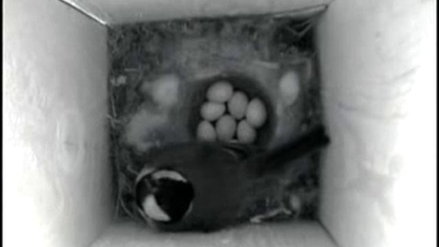 Синица в скворечнике. 19 мая. Конфликт. смотреть онлайн