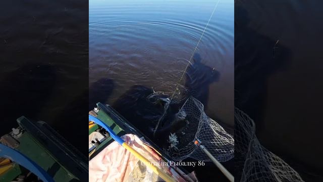 Щука на Плавающий воблер #рыбалка #щука #спининг #fishing #pike #pikefishing #воблер #плавающ смотреть онлайн