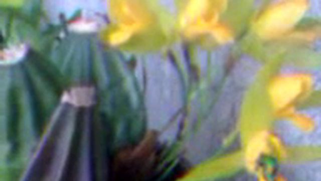 Orquidea Lycaste Cruenta, polinizada por un insecto. Video 3/3 смотреть онлайн