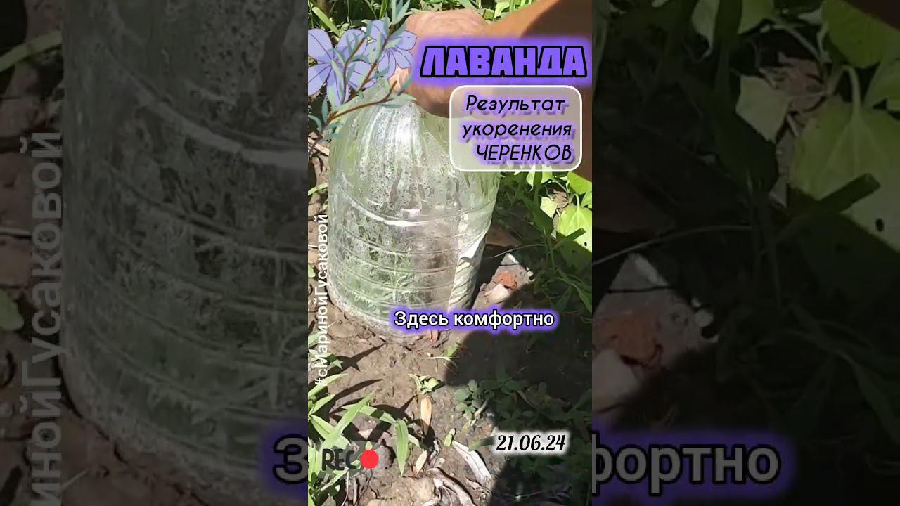 ЛАВАНДА Результат весеннего черенкования. Как размножить лаванду легко просто |с Мариной Гусаковой смотреть онлайн