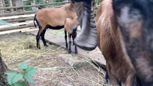 В филиале Московского Зоопарка родился детёныш камерунской овцы смотреть онлайн