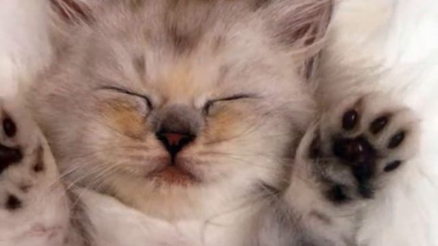Она всего лишь Кошка! смотреть онлайн