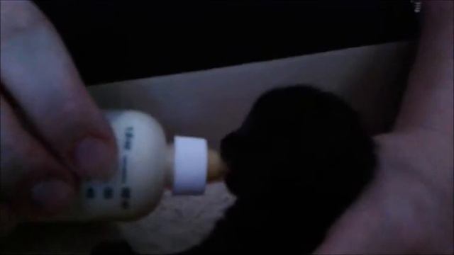 История выживания новорожденного котенка... смотреть онлайн