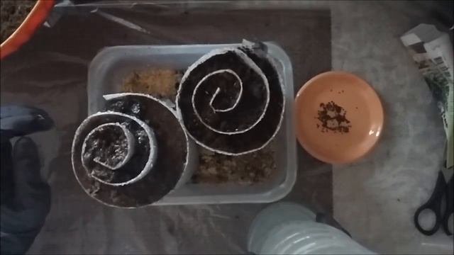 Лаванда посев семян на рассаду. Лаванда посадка и уход. смотреть онлайн