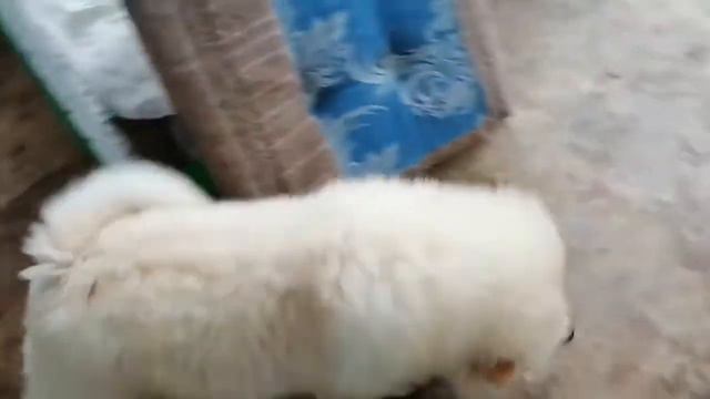 чау-чау кремовый мальчик смотреть онлайн