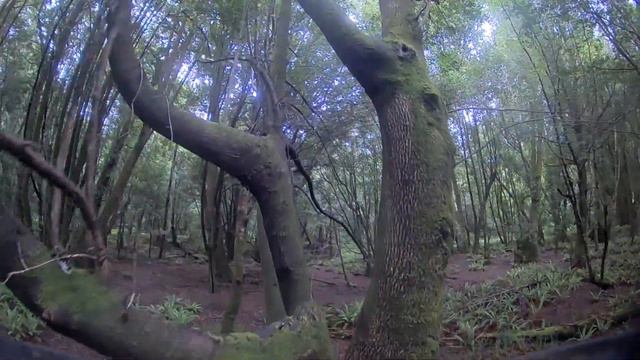 Searching for Leprechauns смотреть онлайн