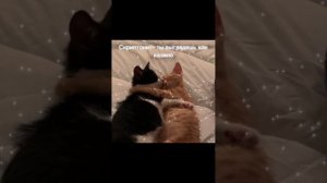 Скриптонит-ты выглядешь как казино