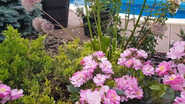 ?????Расцвела клумба из роз Д.Остина в жёлто-оранжевых тонах, 12.06.2021.????? смотреть онлайн