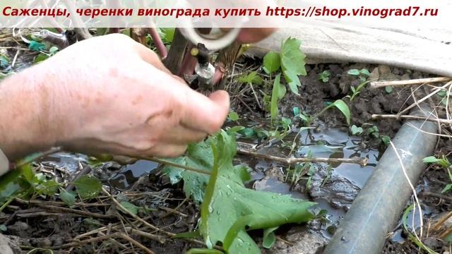 Перепрививка винограда черным в зеленое-окулировка и в расщеп. Об урожайности кишмиша Брависсимо смотреть онлайн
